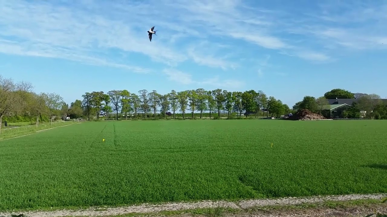 Zwaluwen over het veld