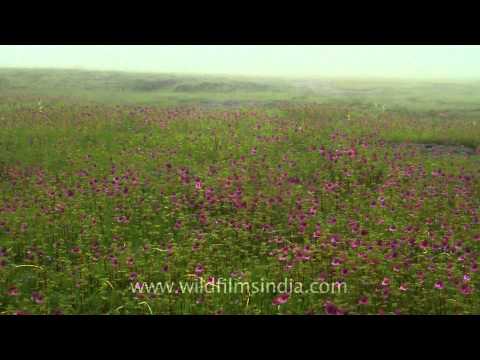 Carpets of magenta hued Impatiens in Kaas valley of flowers