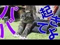 【Jean 0385】夜ジャンくんがパパを起こすいつもの儀式　元野良猫の保護里親記録 Jean, a former stray cat.