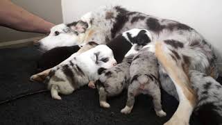 Meet Real Petland Breeders: Ira Schliebeck