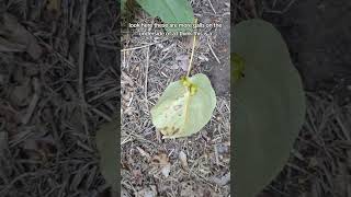Nature Hike 3