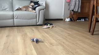 :   - strex.      .  . Anti bark collar
