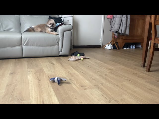 Тест ошейника анти-лай strex. Оставила камеру с собакой и ушла. Первая реакция. Anti bark collar