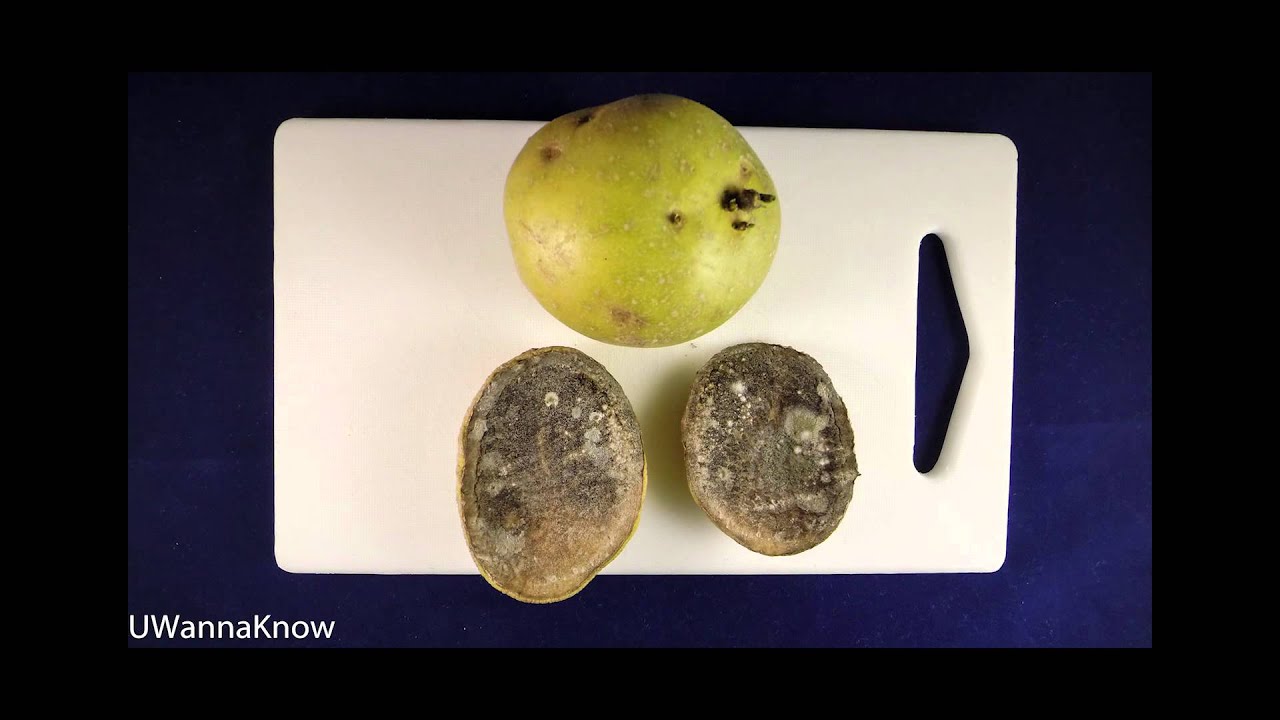 The Life of a rotting potato! YouTube