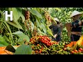 How vietnamese farmers produce tons of black pepper   black pepper farming happyfarm85