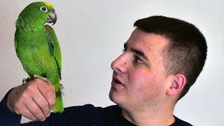 Sedinove papige žive od 40 do 100 godina