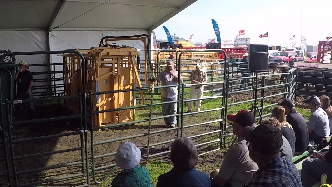 CATTLE HANDLING DEMO AT FARM PROGRESS SHOW