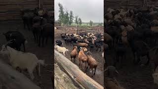В продаже бараны и ярки. Челябинская область.