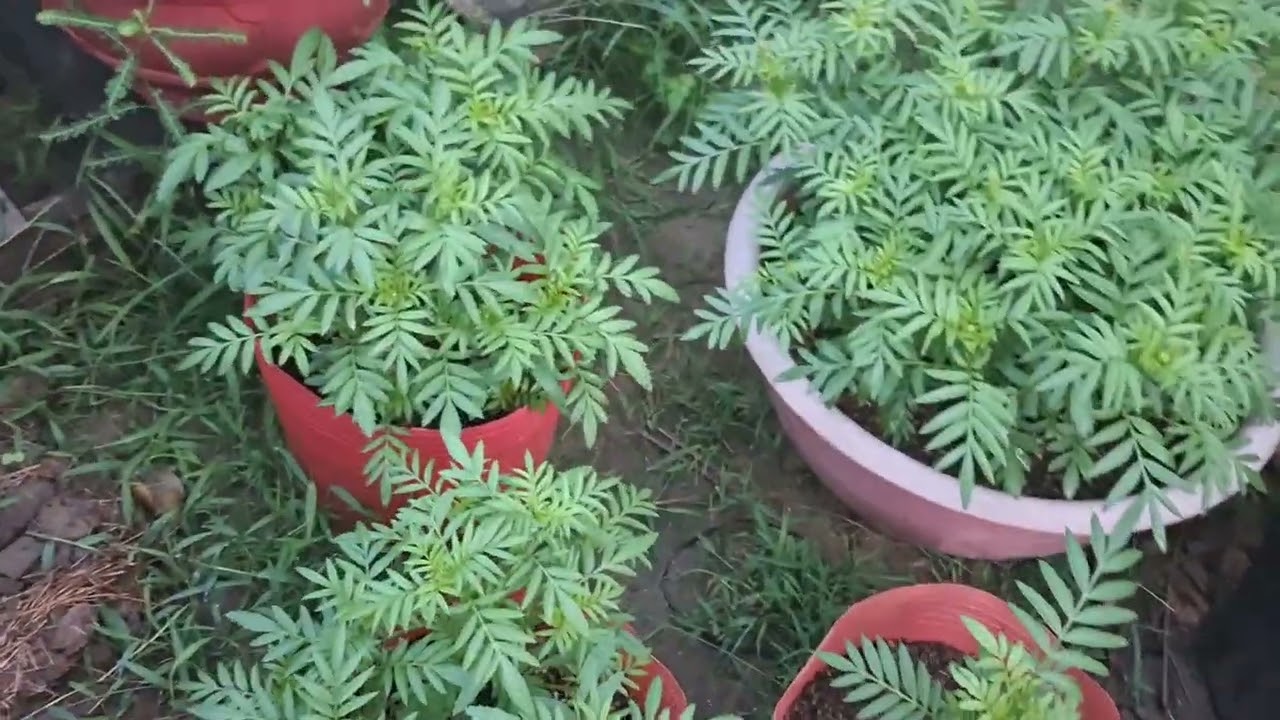 Van thọ ngày 5/12AL.Cây đã làm nụ 