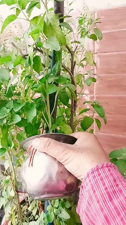 Hafte Mein Ek Bar Tulsi Mein Kaccha Dudh Jarur Daliye Ga YouTube hafte-mein-ek-bar-tulsi-mein-kaccha-dudh-jarur-daliye-ga-youtube