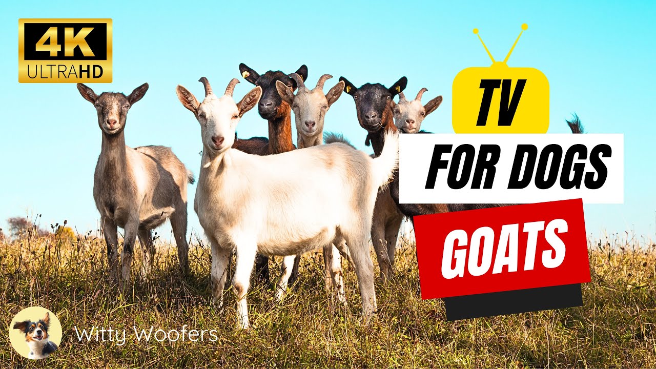 Explore Nature TV with Your Dog: Top Goat Videos 🐐 Witty Woofers