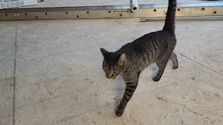 Cat Inspecting Construction on Our House by FROSTY Life 883 views 7 months ago 27 seconds