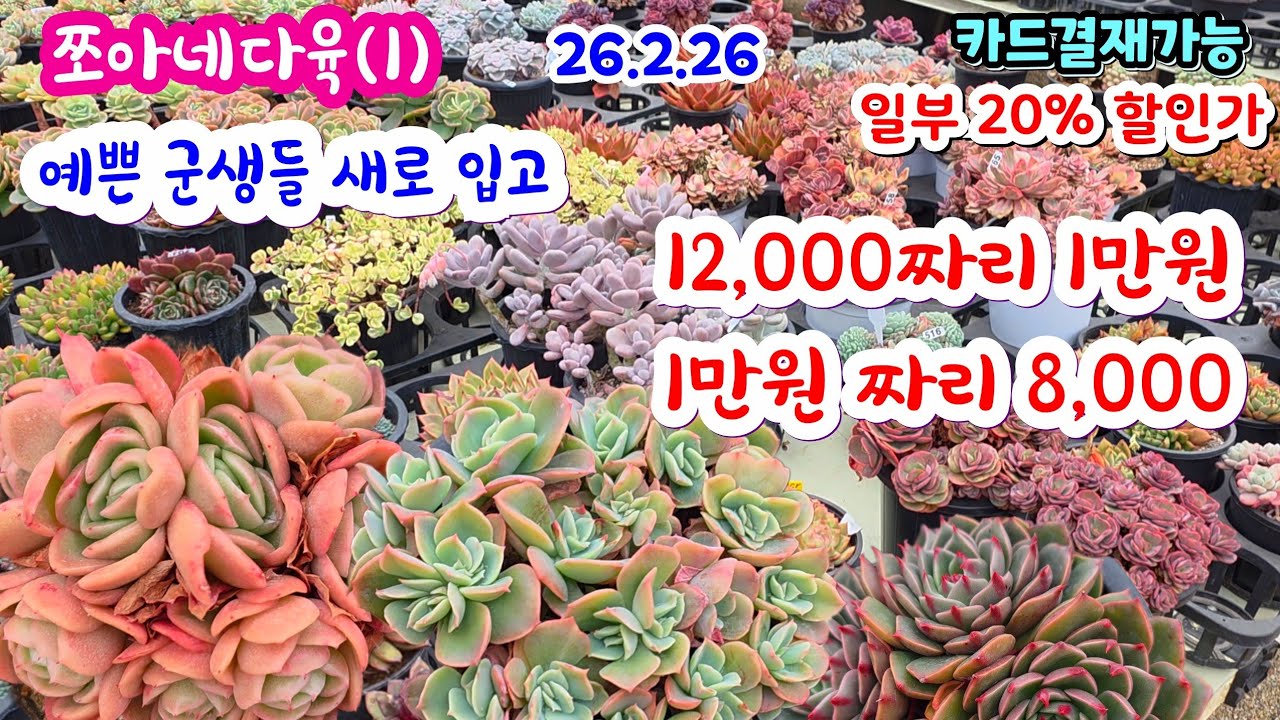 쪼아네다육(1) 예쁜 다육이 군생 12,000 짤 1만원 할인  신상 입고