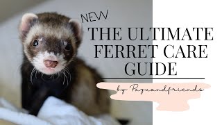 Ultimate Ferret Care Guide 2021 NEW