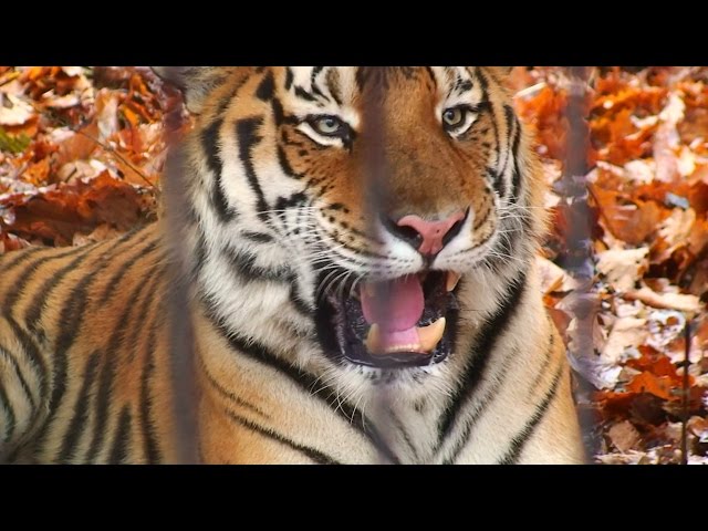 【迫力】アムールトラの鳴き声 - Cries of Siberian Tiger