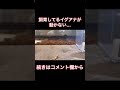 飼育しているイグアナが動かない…