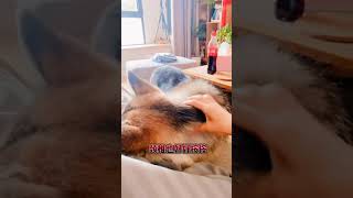 Funny tik tok video cute dog video - собака видео для детей смешное видео тик ток