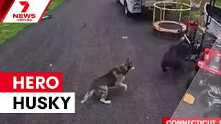 Heroic husky saves boy from charging bear | 7NEWS