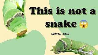 This is not a snake 😱 || Snake mimic caterpillar #snake #caterpillar