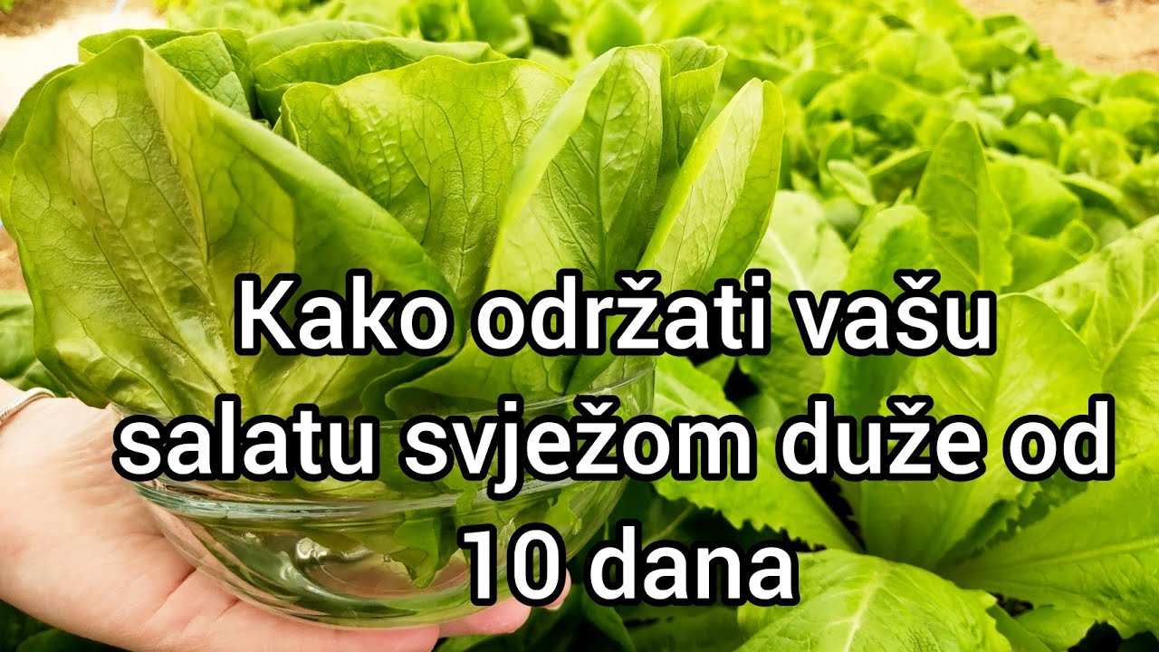 Kako sačuvati zelenu salatu svježom duže od 10 dana