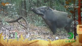 《秘境之眼》 野猪 20211117| CCTV