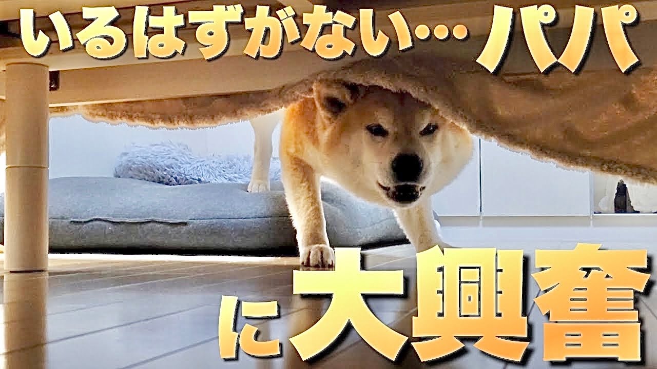 Adorable Shiba Inu and 2-year-old panic when dad finds him under