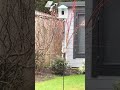 Squirrel Climbing Into Bird Feeder Gets Surprise image