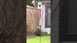 Squirrel Climbing Into Bird Feeder Gets Surprise image