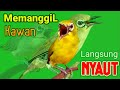 PLECI GACOR suara ngalas SEJALUR - SANGAT EFEKTIF MENGUNDANG BUNYI BURUNG PLECI 💯%  MANJUR