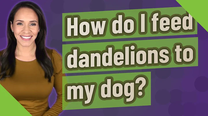 How do I feed dandelions to my dog?