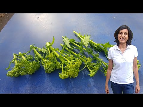 Video: Care For Container Grown Broccoli Rabe – Tipps für den Anbau von Broccoletto in Töpfen