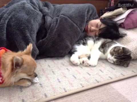 ★おれ ねこ★スコティッシュフォールド（あとむ）No.1