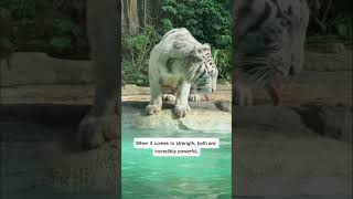 Siberian vs Bengal Tiger Full Comparison Must See 🐯 #endangeredspecies #worldtiger #tigers #wildlife