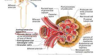 Chapter 25- Urinary Part 2