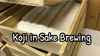 Koji In Sake Brewing - All You Need To Know