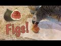 Einstein parrot eats a yummy fig for the first time