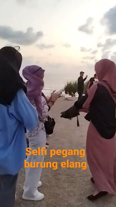 bukit gurun sahara burung elang berterbangan