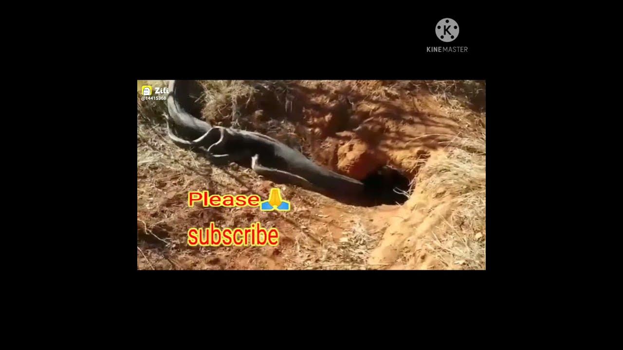 African Rock Python Mating | African Rock Python Diet | Amazon Wild