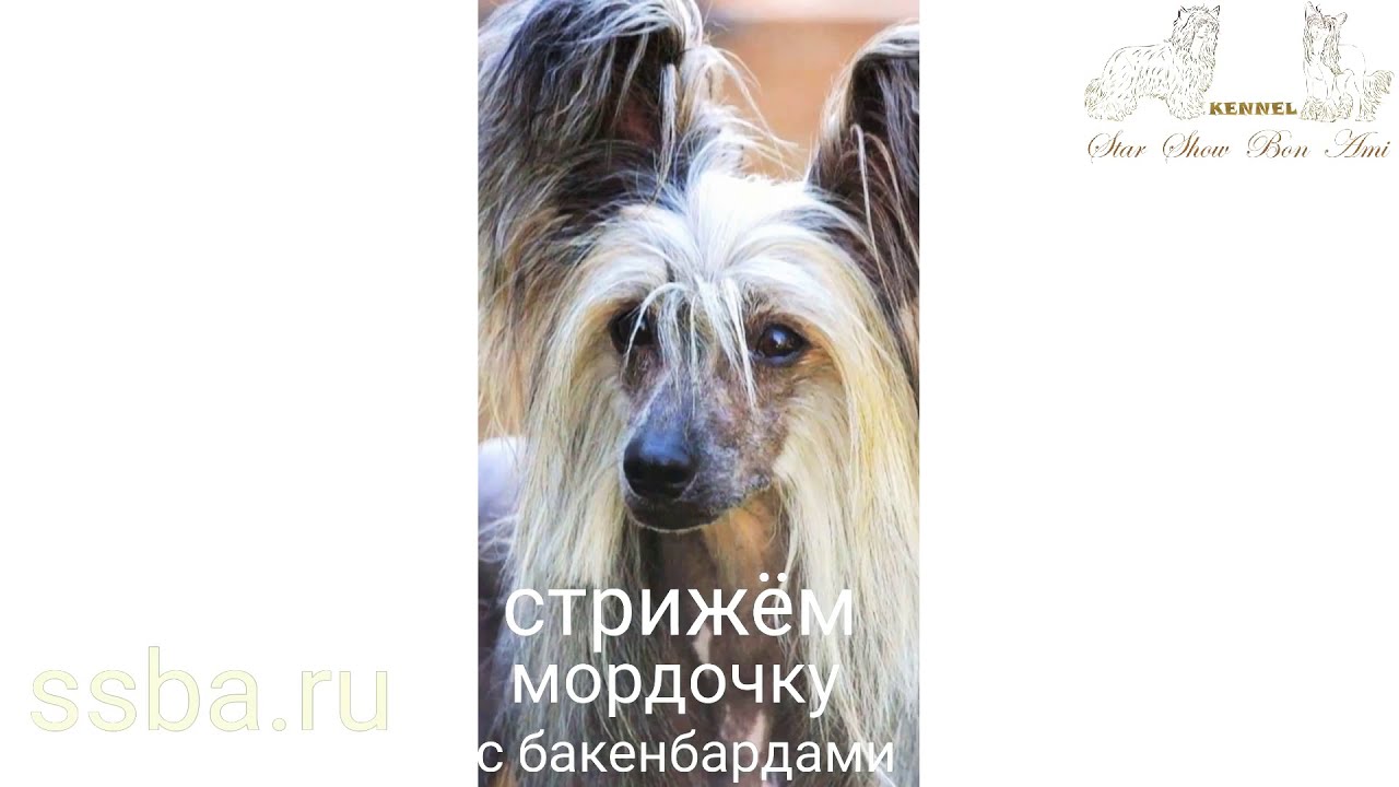 Схема стрижки китайской хохлатой