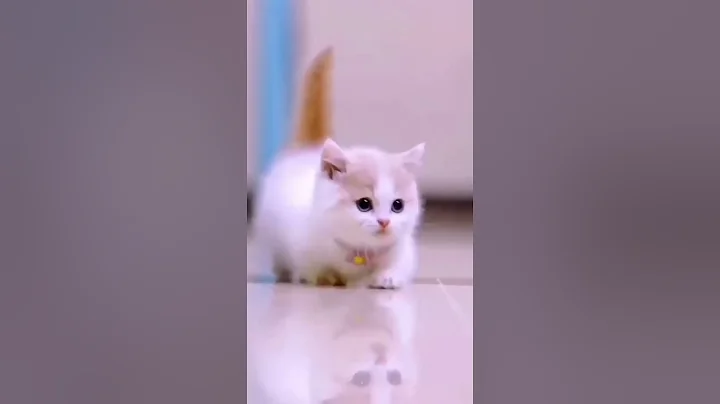 Video 11406581: cats compilation cute funny, funny baby cats cutest, amazing funny cats