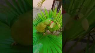 parrot voice#short#vairal#veido