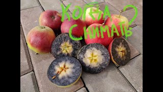 видео: Когда собирать яблоки на хранение. Зимние сорта яблок. Летние сорта яблок. Саженцы плодовых деревьев картинка: Когда собирать яблоки на хранение. Зимние сорта яблок. Летние сорта яблок. Саженцы плодовых деревьев