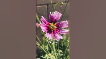 Native Pollinators - The Essential Workers of My Organic Urban Garden #pollinators #pollinatorgarden