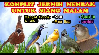 Masteran Burung Tembakan Rapat Untuk Murai dan Burung Kicau Lainnya