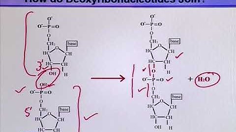 How do Deoxyribonucleotides Join? | Introduction to Biotechnology | BIO5101_Topic013