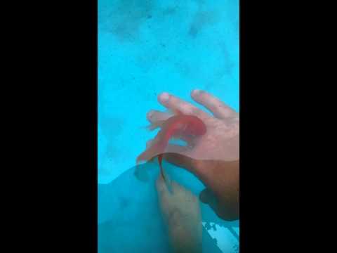VID 20150617 104309