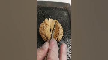 Rio Hondo college human anatomy sheep brain structure