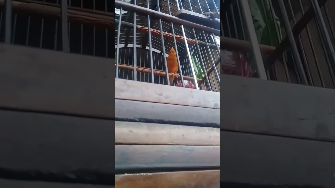 burung kenari rasa burung lovebird mantap jiwa 