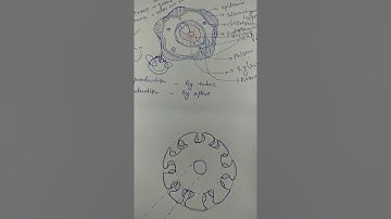 Equisetum development of sporangia