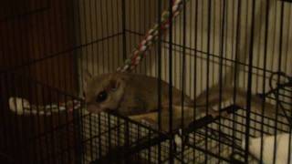 flying squirrel attacks my camera!